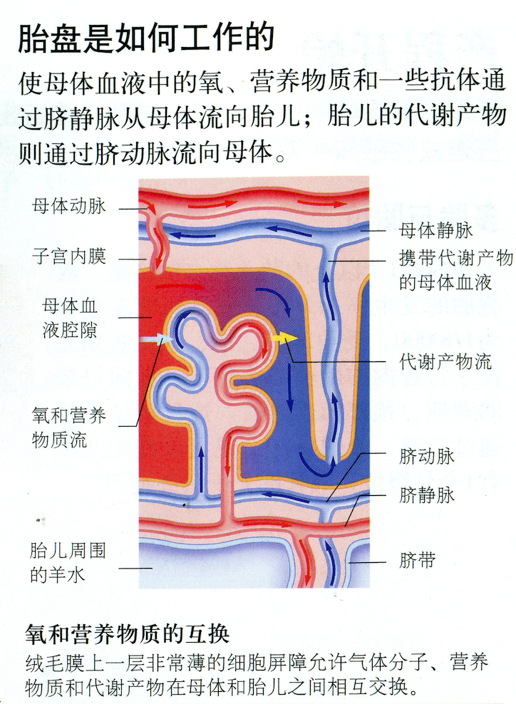 小儿胎记蒙古斑是什么对身体有没有伤害